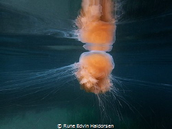 A Lions mane jelly over the eelgrass grounds at Kosterhav... by Rune Edvin Haldorsen 